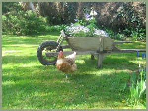 One of the residents at Meadow Barn, Little Sutton