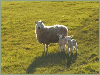 Sheep with her lambs on our farm at Meadow Barn