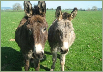 Resident donkeys, Primrose and Buttons